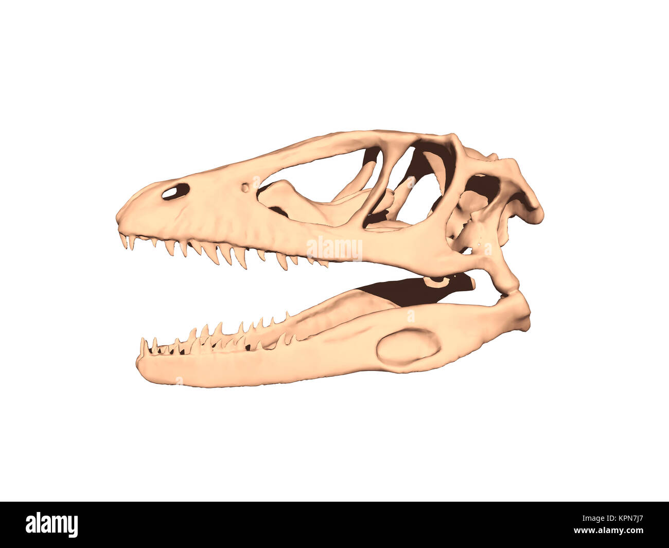 Hueso de dinosaurio fotografías e imágenes de alta resolución - Alamy