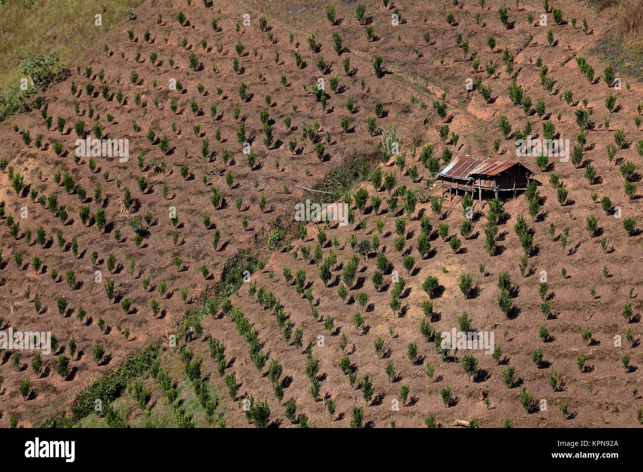 Las plantaciones de té en myanmar Foto de stock