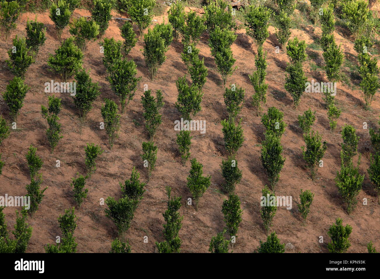 Las plantaciones de té en myanmar Foto de stock