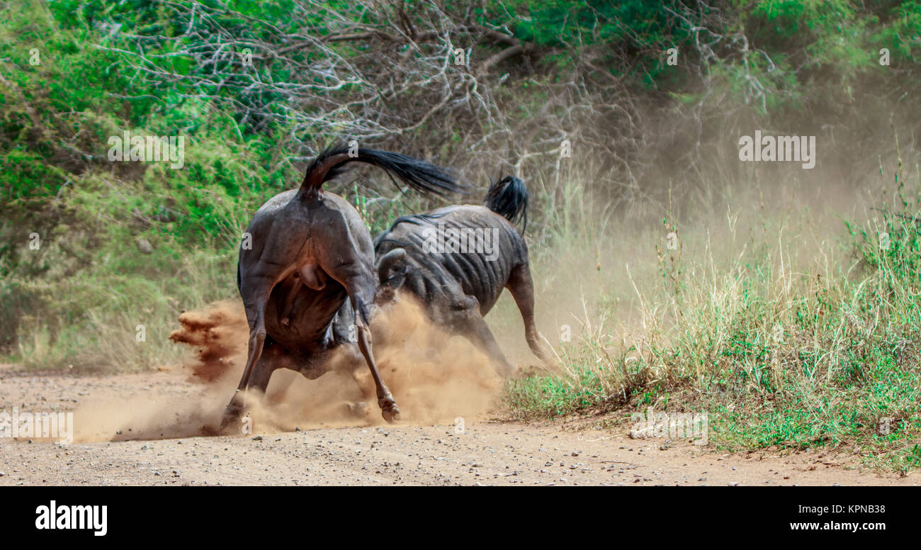 Combatiendo el ñu azul en el Parque Nacional Kruger Foto de stock