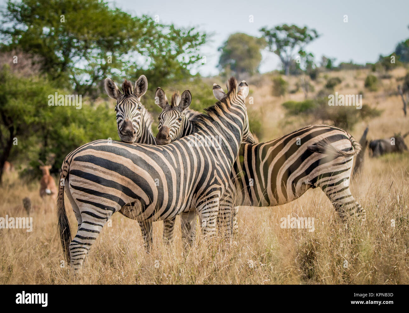 Pegado de cebras en el Parque Nacional Kruger Foto de stock
