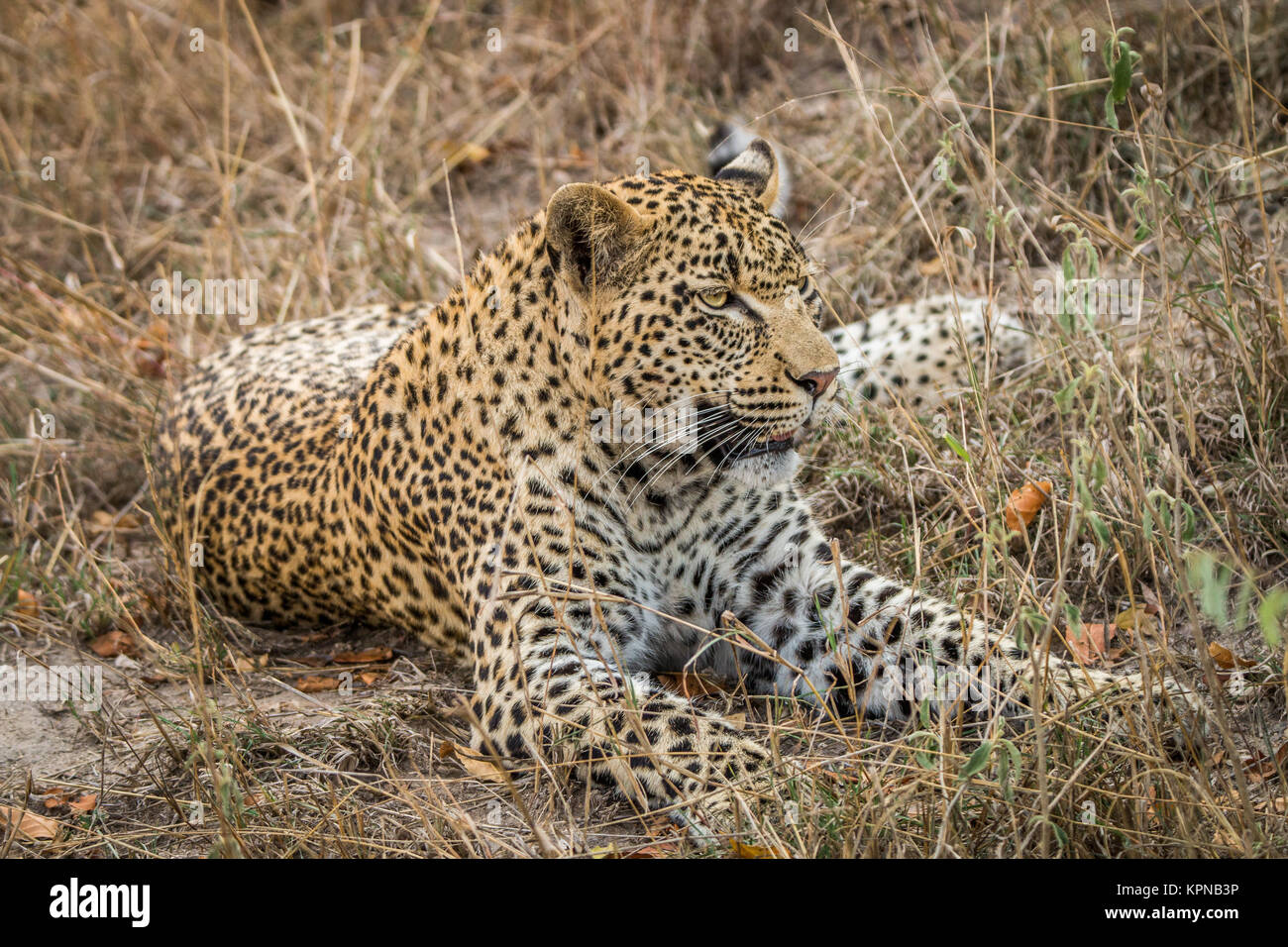 Leopard tendido en la hierba en el Sabi Sands Foto de stock