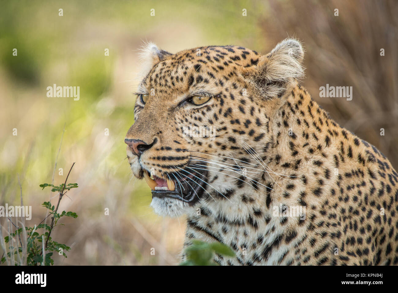 Protagonizada por el leopardo en el Parque Nacional Kruger Foto de stock