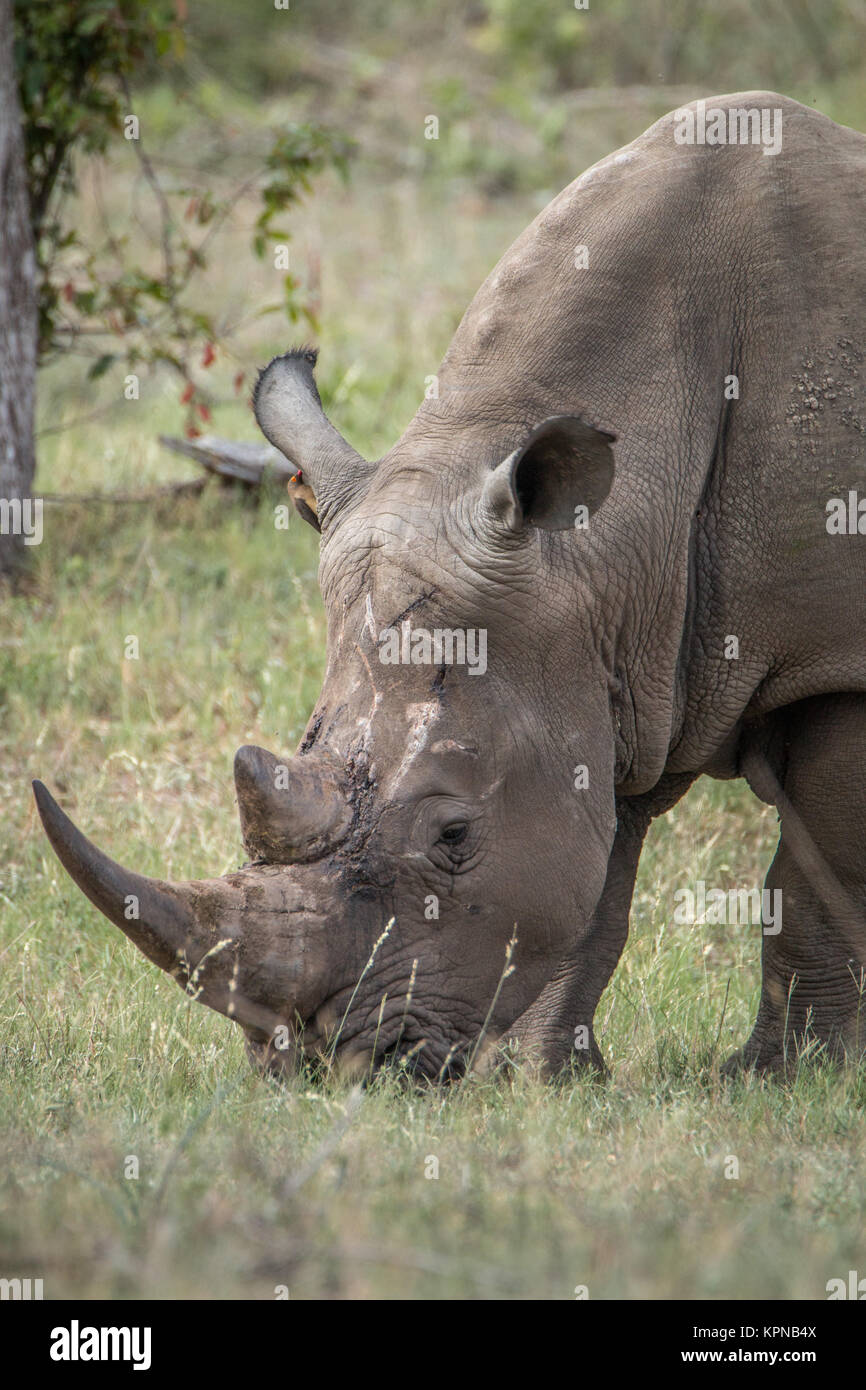 White Rhino de pastoreo en el Parque Nacional Kruger Foto de stock