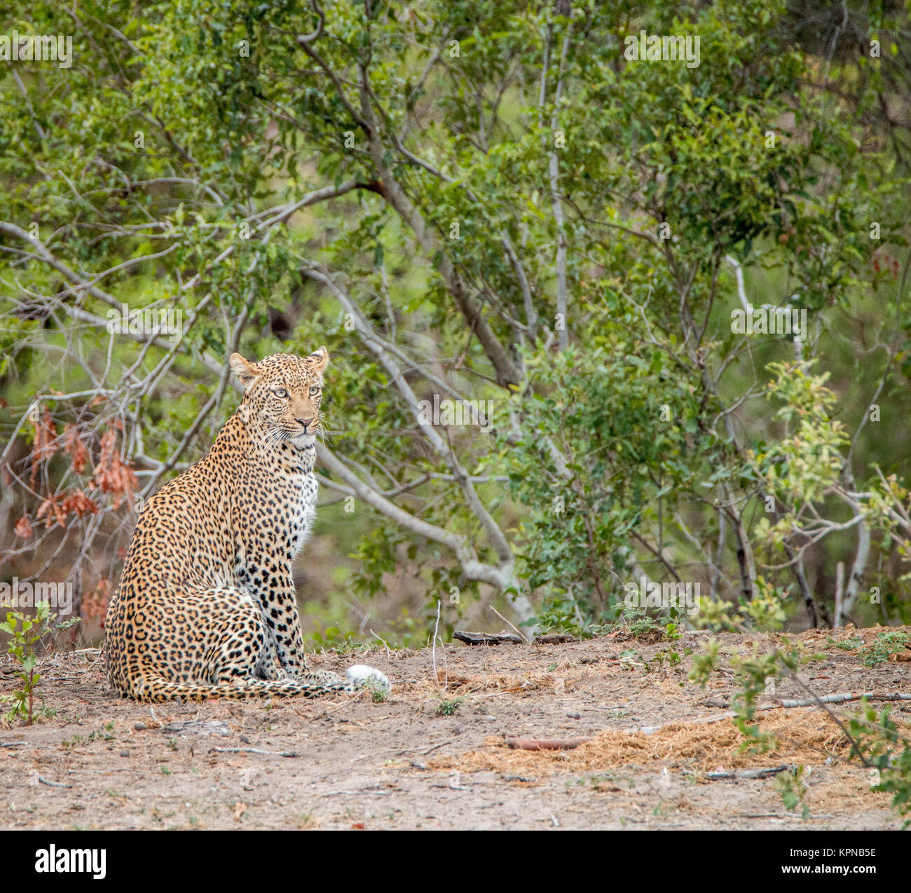 Leopard sentado en el Parque Nacional Kruger Foto de stock