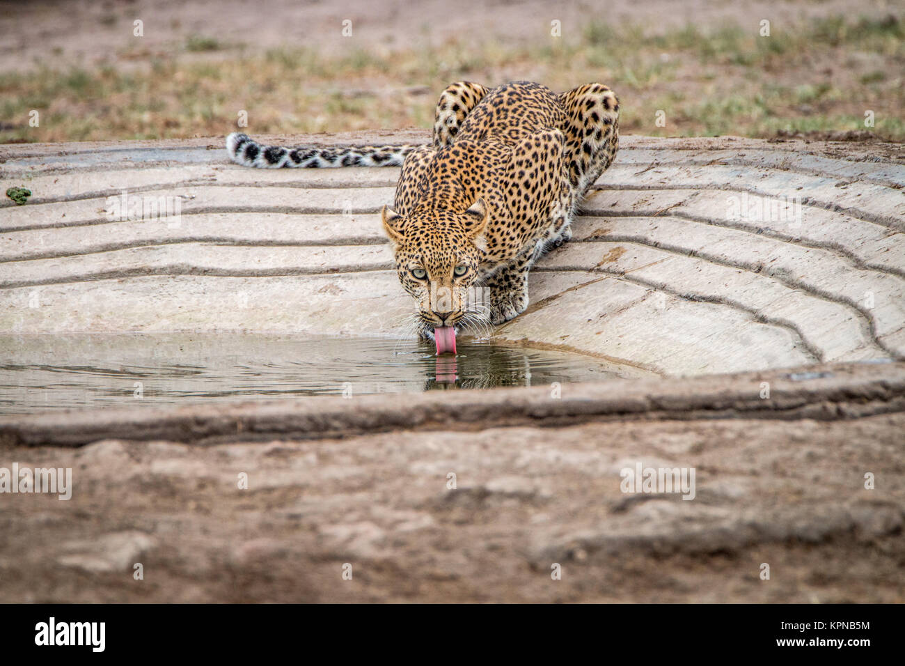 Beber leopardo en el Parque Nacional Kruger Foto de stock