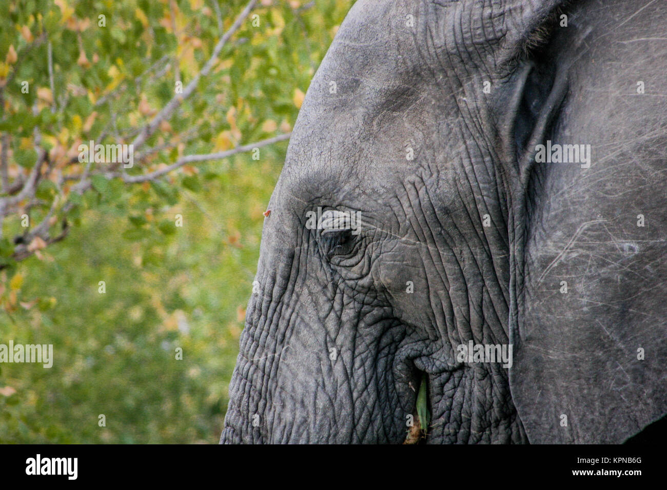 Ojo de un elefante en el Parque Nacional Kruger Foto de stock