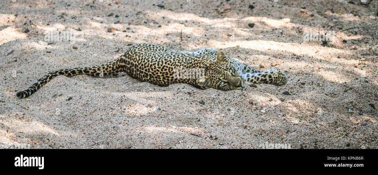 Leopard tumbarse en la arena en el Sabi Sands Foto de stock