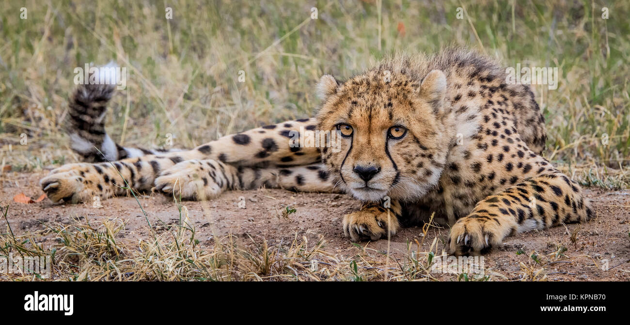 Colocación del guepardo en la Reserva de Caza de Selati Foto de stock