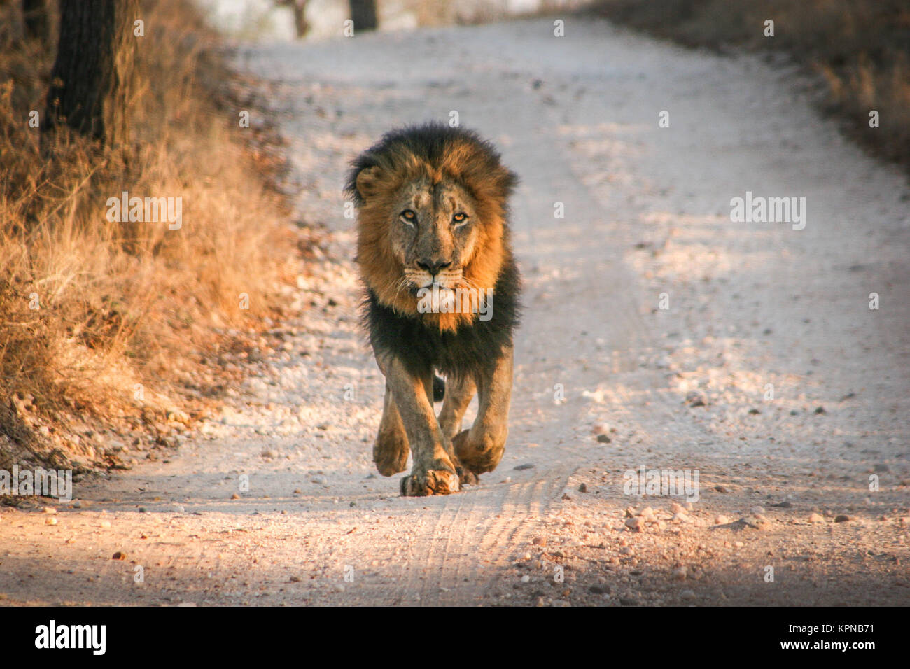 Lion caminando hacia la cámara, en la Reserva de Caza Makalali Foto de stock