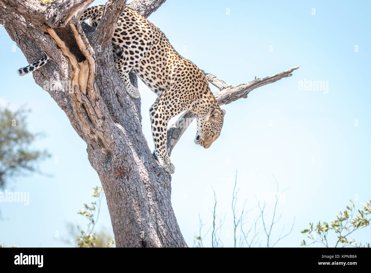 Leopardo en un árbol en el Parque Nacional Kruger Foto de stock