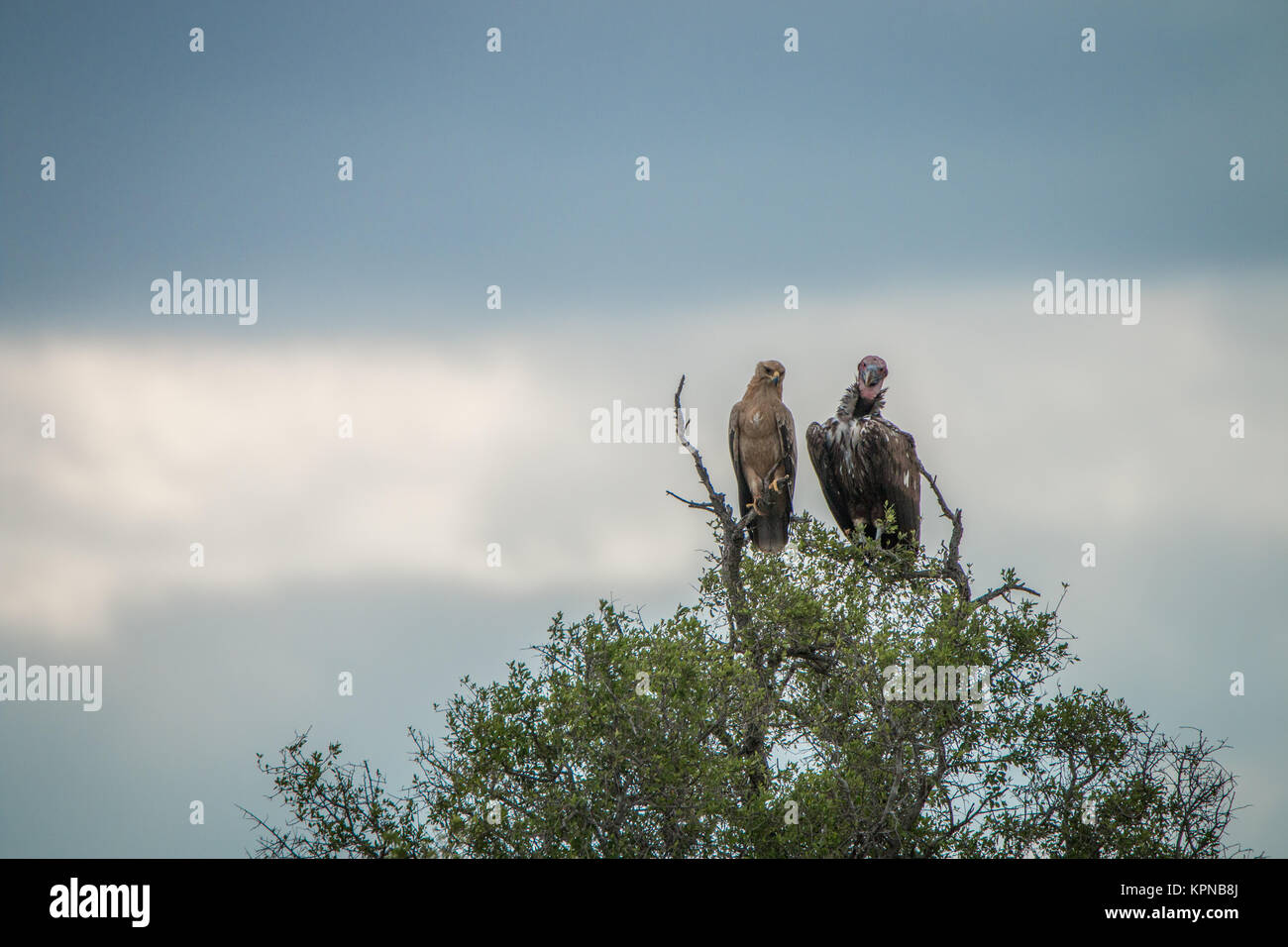 Águila leonada y Lappet frente buitre en un árbol en el Parque Nacional Kruger Foto de stock