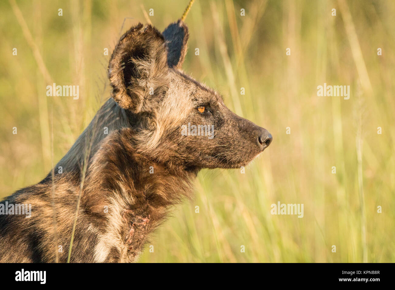 El perfil lateral de un perro salvaje africana en la luz de oro Foto de stock