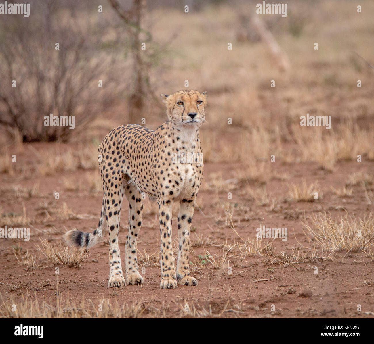 Protagonizada por el guepardo en el Parque Nacional Kruger Foto de stock