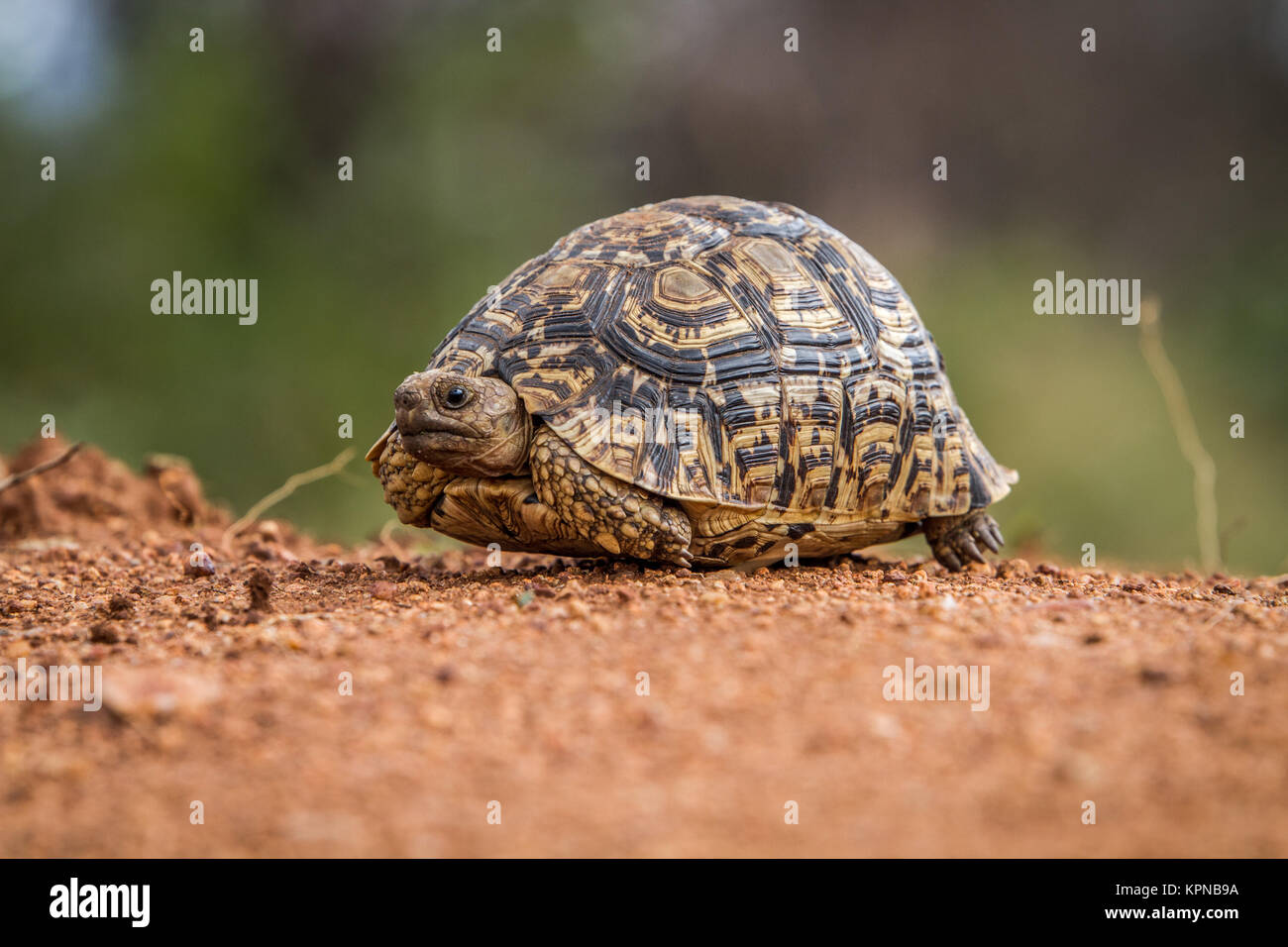 Leopard tortuga en la tierra en la Reserva de Caza de Selati Foto de stock