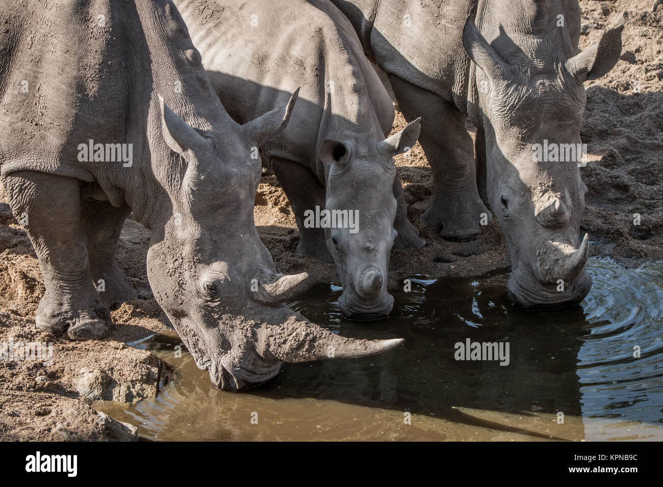 Beber tres rinocerontes blancos en el Parque Nacional Kruger Foto de stock