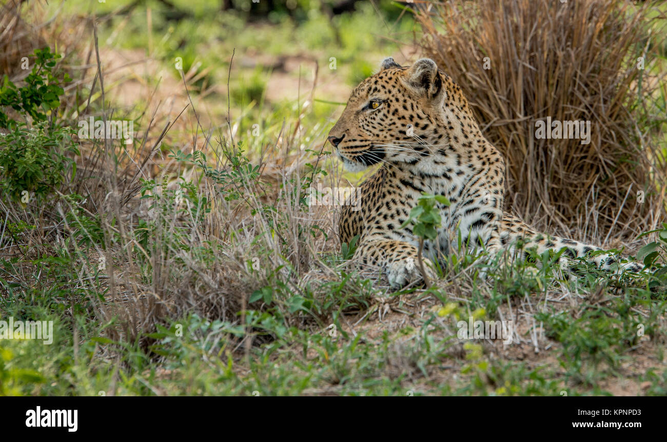Colocación Leopard en el Parque Nacional Kruger, Sudáfrica. Foto de stock