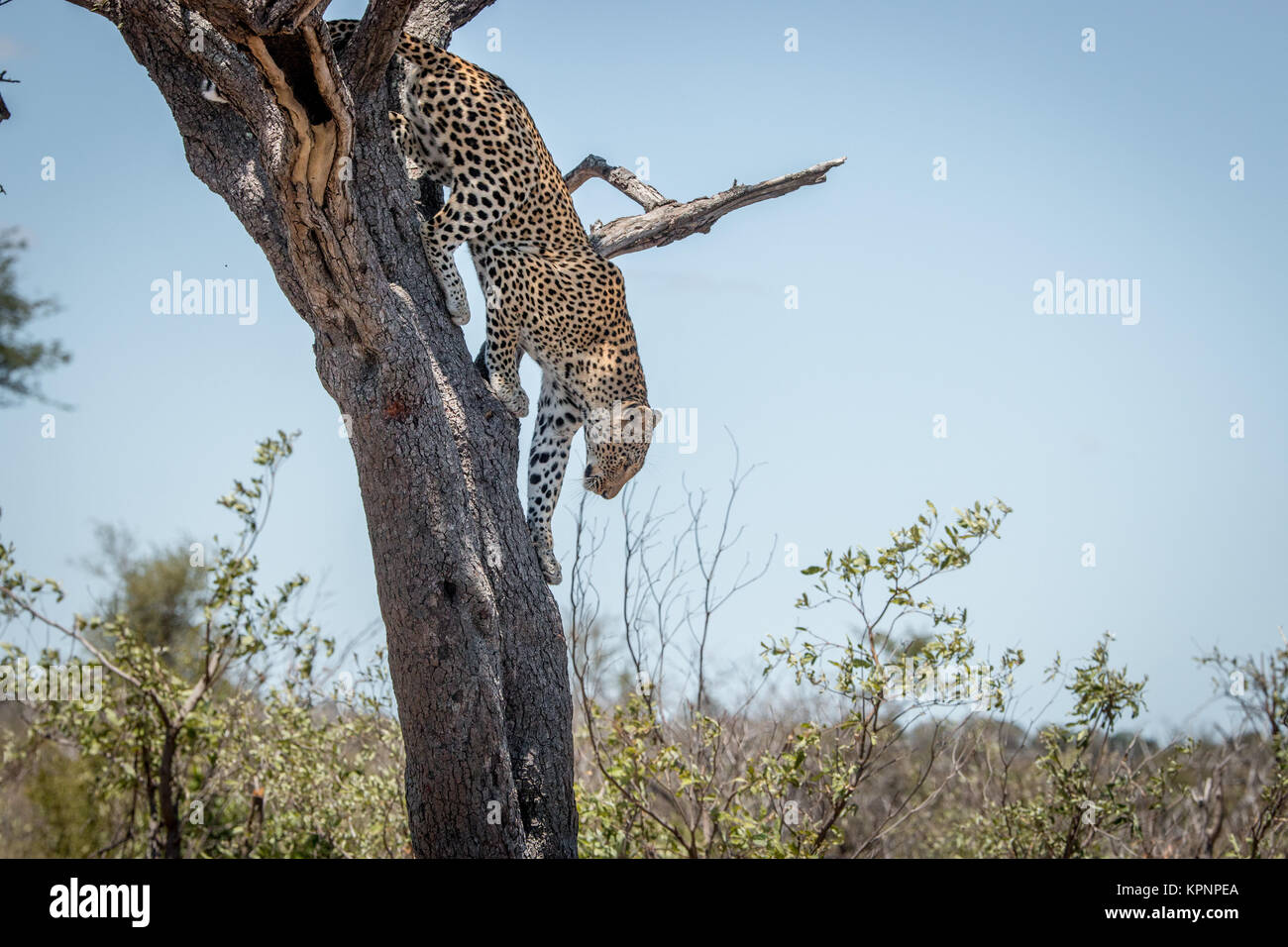 Leopardo en un árbol en el Parque Nacional Kruger, Sudáfrica. Foto de stock