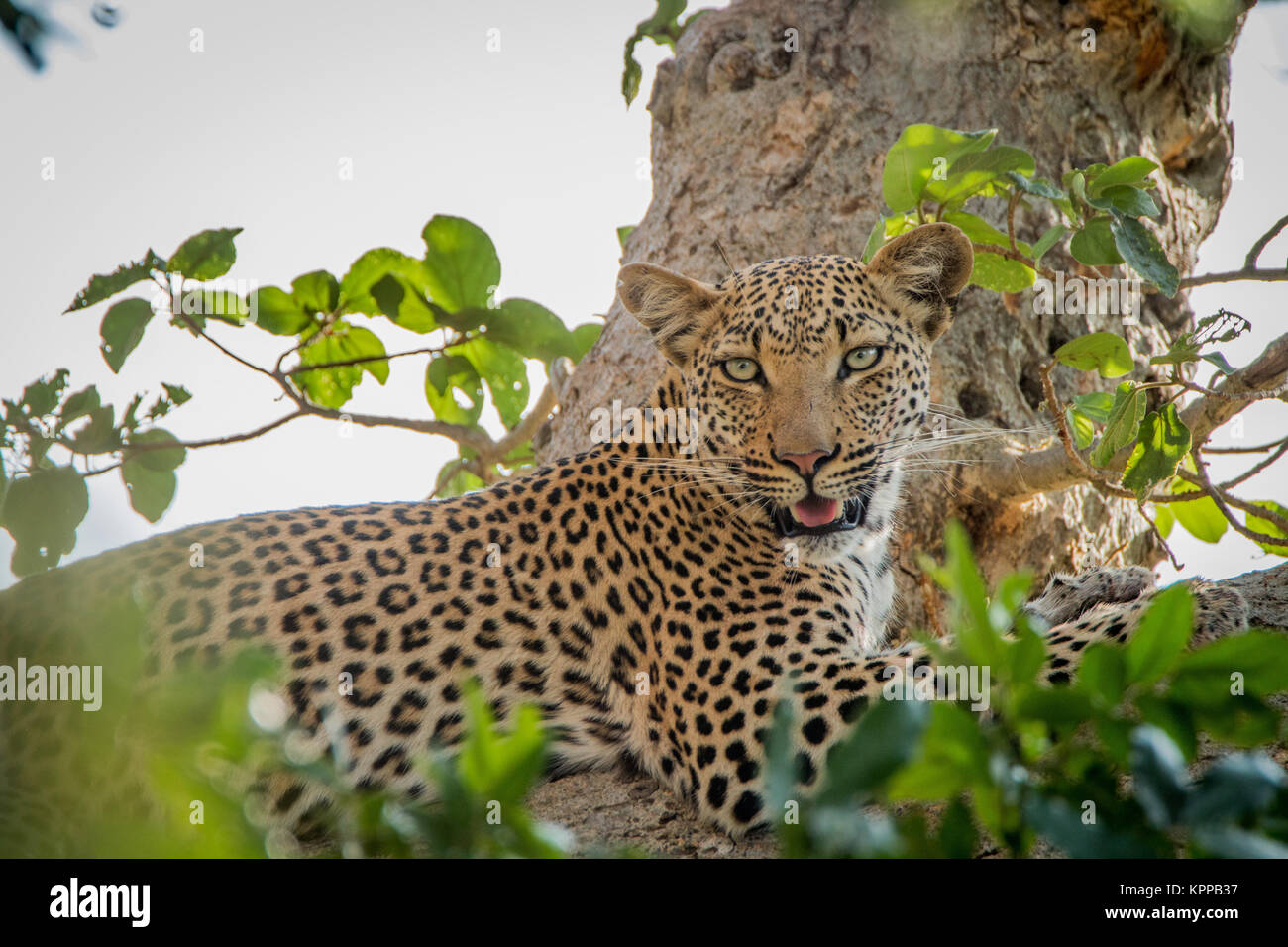 Leopard recostada en un árbol en el Parque Nacional Kruger. Foto de stock