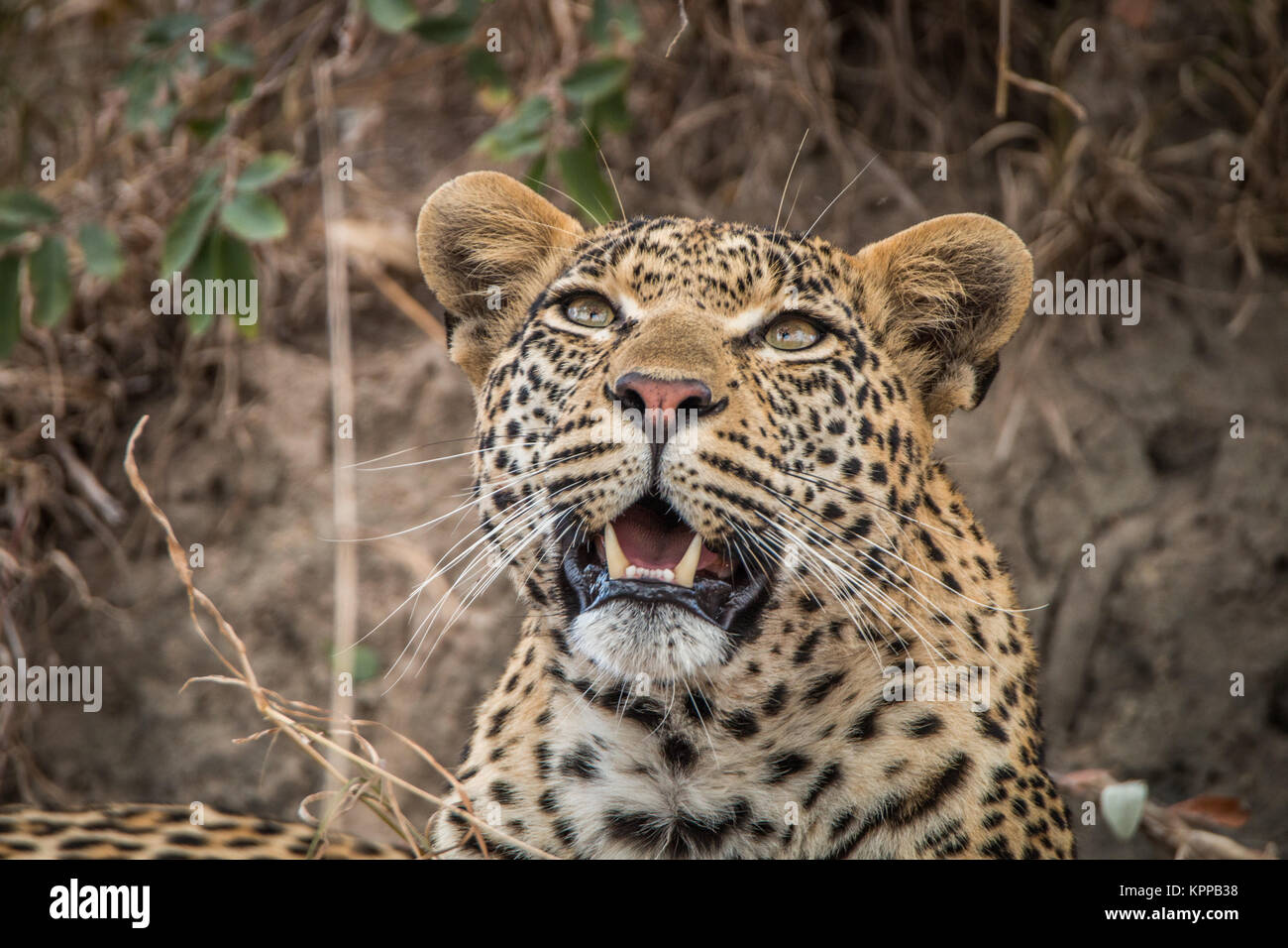 Leopard mirando hacia arriba en el Sabi Sands. Foto de stock