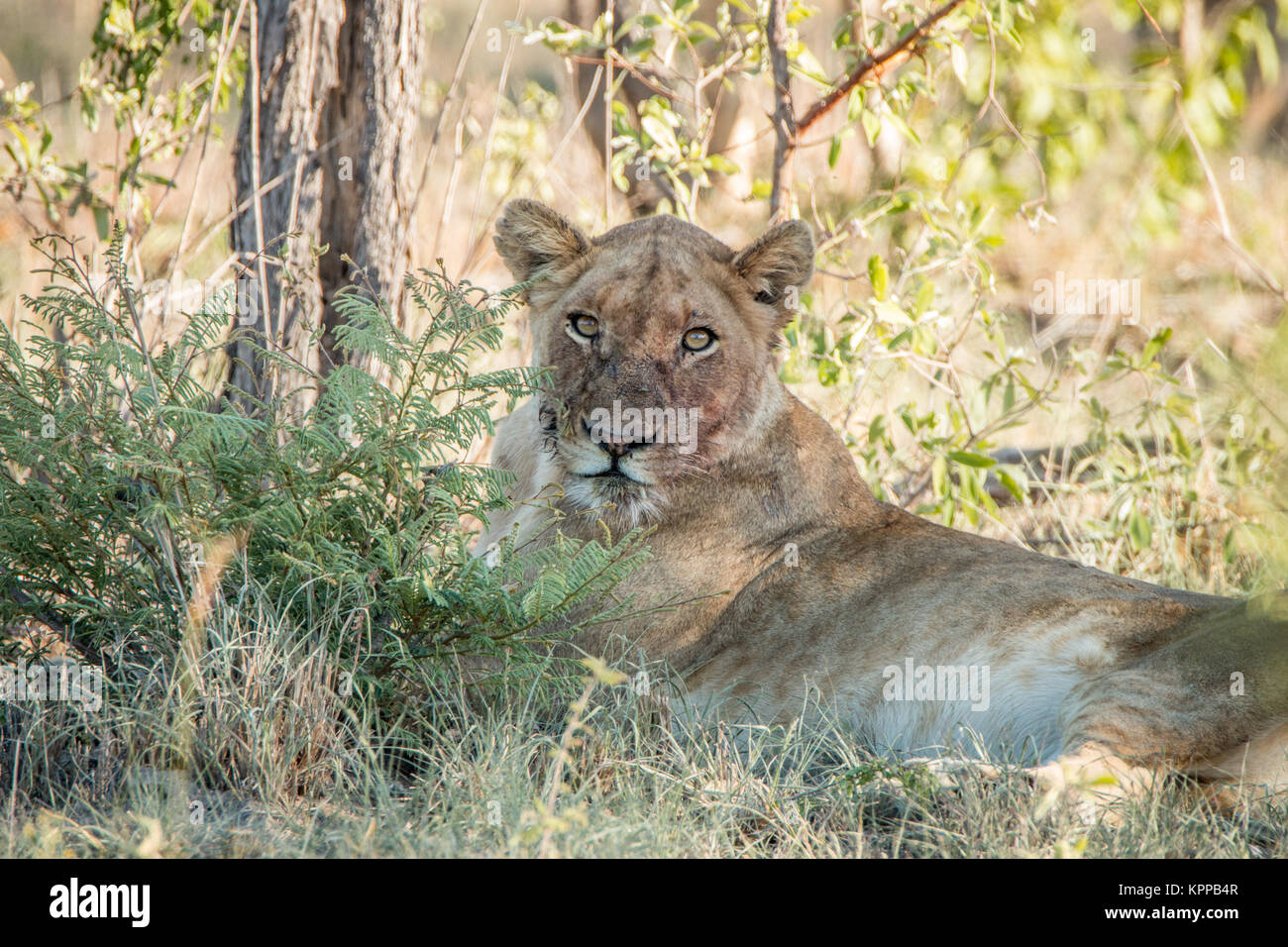 León puesta con una cara sucia en el Parque Nacional Kruger. Foto de stock
