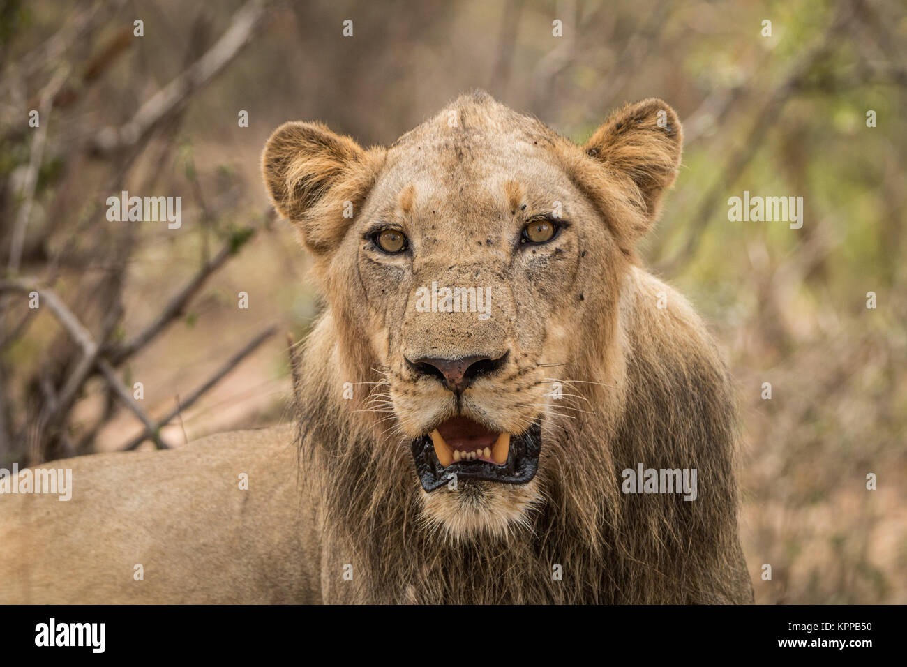 Protagonizada por León en el Parque Nacional Kruger. Foto de stock