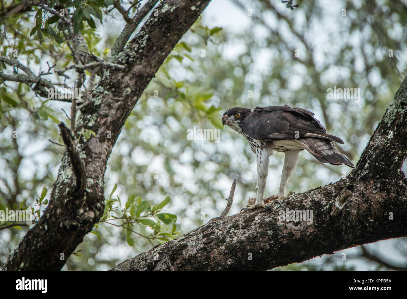 Con un águila marcial matar en un árbol en el Parque Nacional Kruger. Foto de stock