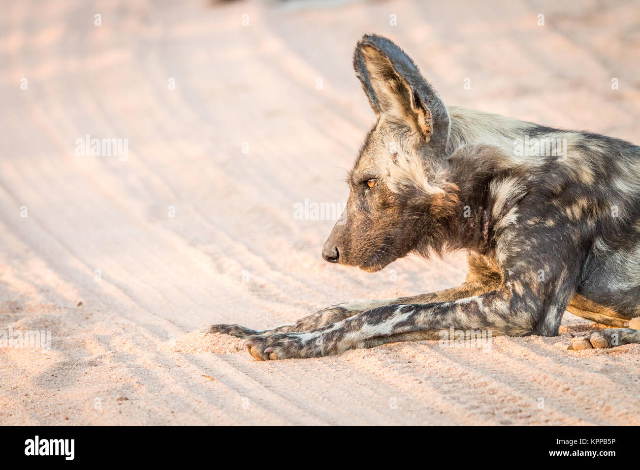 Perros salvajes africanos tumbarse en la arena en el Parque Nacional Kruger. Foto de stock