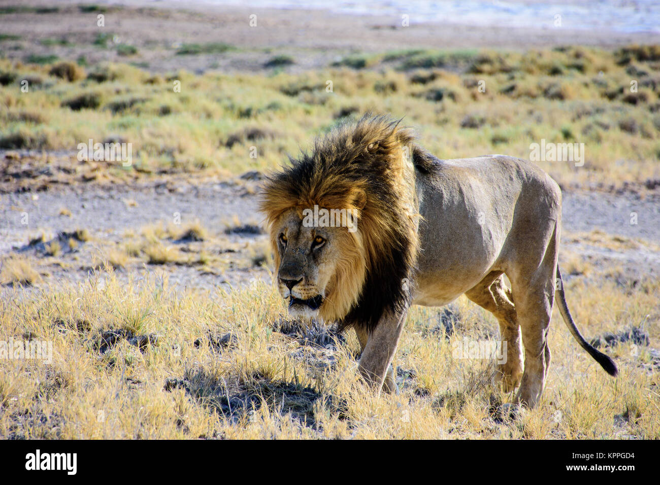 León macho paseando casualmente por Foto de stock