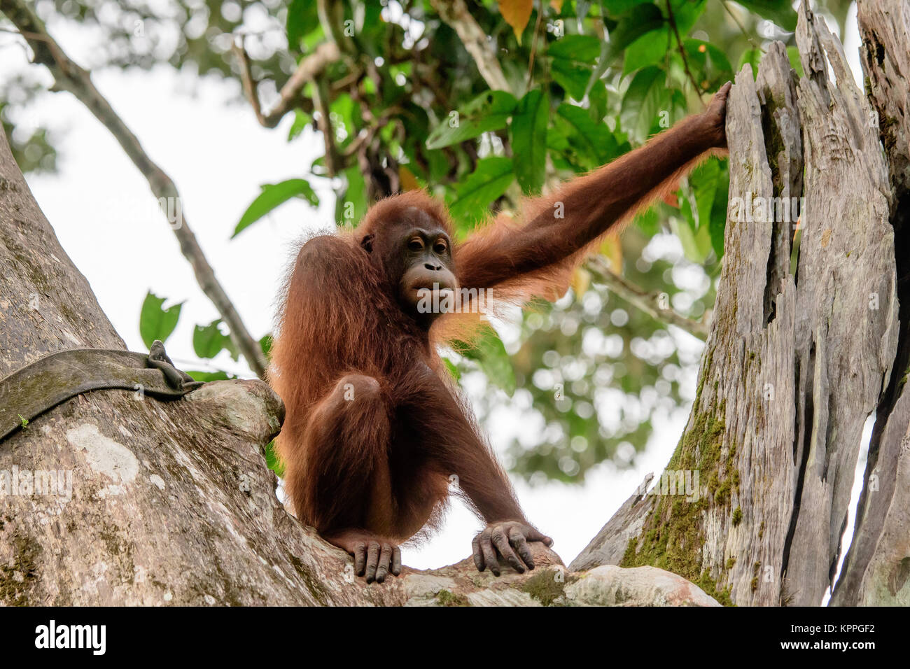 Orangután observando desde su percha en un árbol Foto de stock