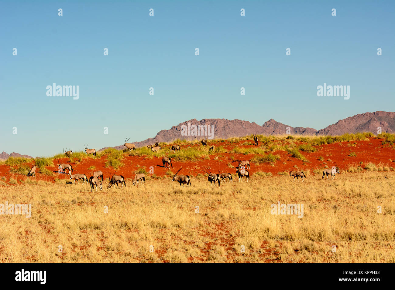 La belleza natural del paisaje de Namibia con Gemsbok Foto de stock