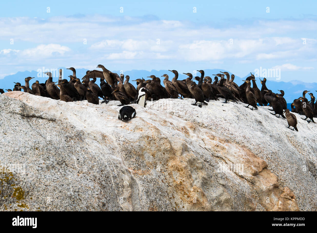 Los pingüinos africanos y Cabo cormorán aves en la playa Boulders, Sudáfrica Foto de stock