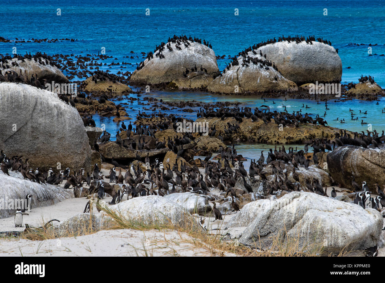 Colonia de Pingüinos y Cabo cormorán aves en la playa Boulders, Cape Town, Sudáfrica Foto de stock