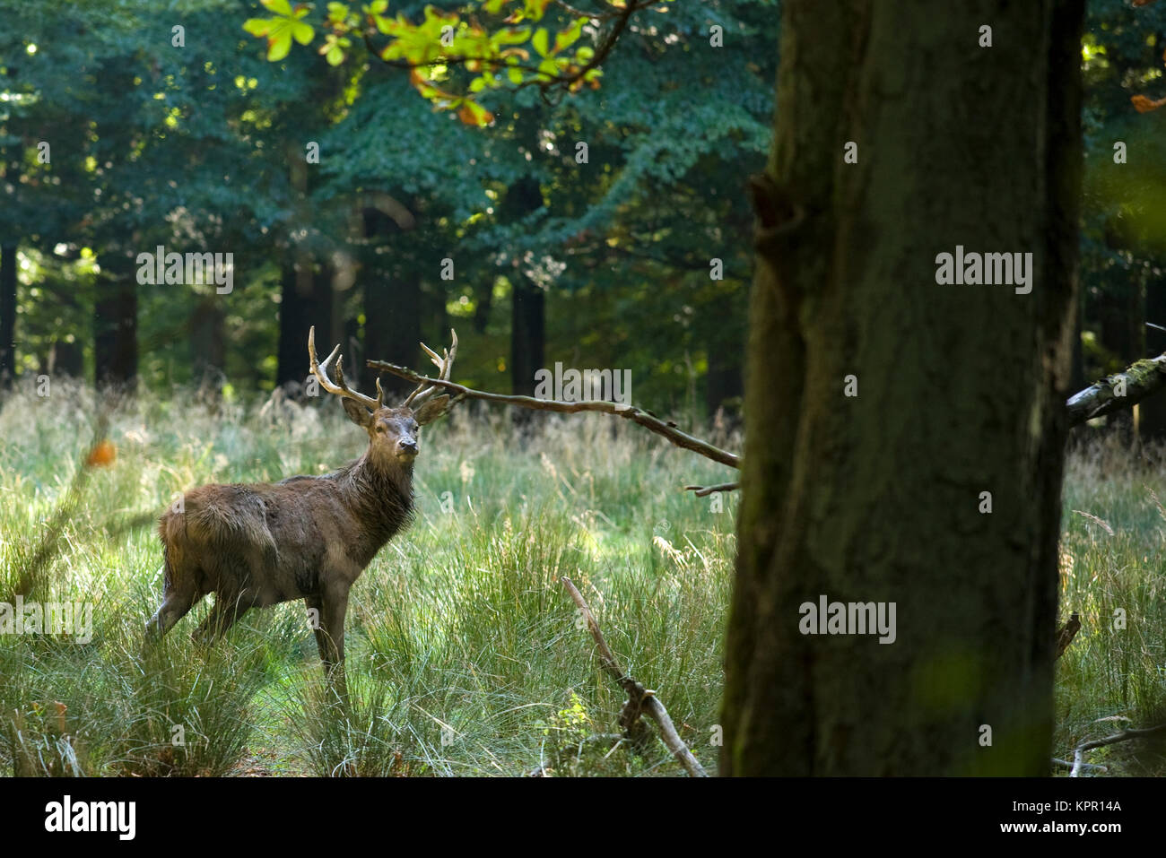En Europa, Alemania, región de Sauerland, Arnsberg, ciervo colorado (Cervus elaphus) en el parque de vida salvaje Vosswinkel. Europa, Deutschland, Sauerland, Arnsberg, Rothirs Foto de stock