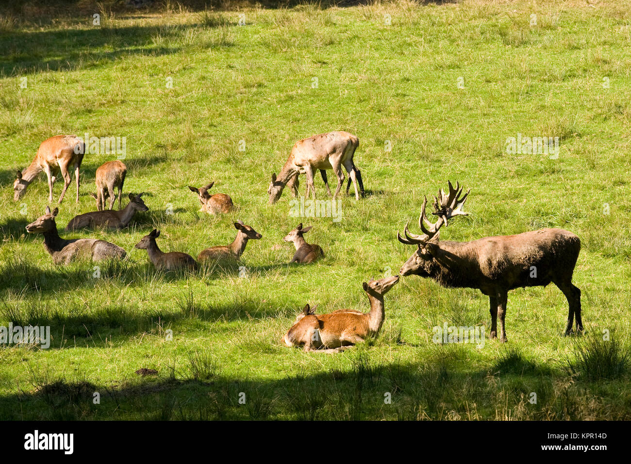 En Europa, Alemania, región de Sauerland, Arnsberg, ciervo colorado (Cervus elaphus) en el parque de vida salvaje Vosswinkel. Europa, Deutschland, Sauerland, Arnsberg, Rothirs Foto de stock