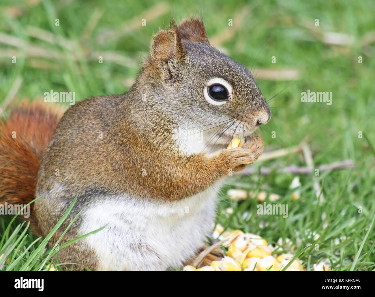 Ardilla roja diminuta comer de un pequeño montón de maíz Foto de stock