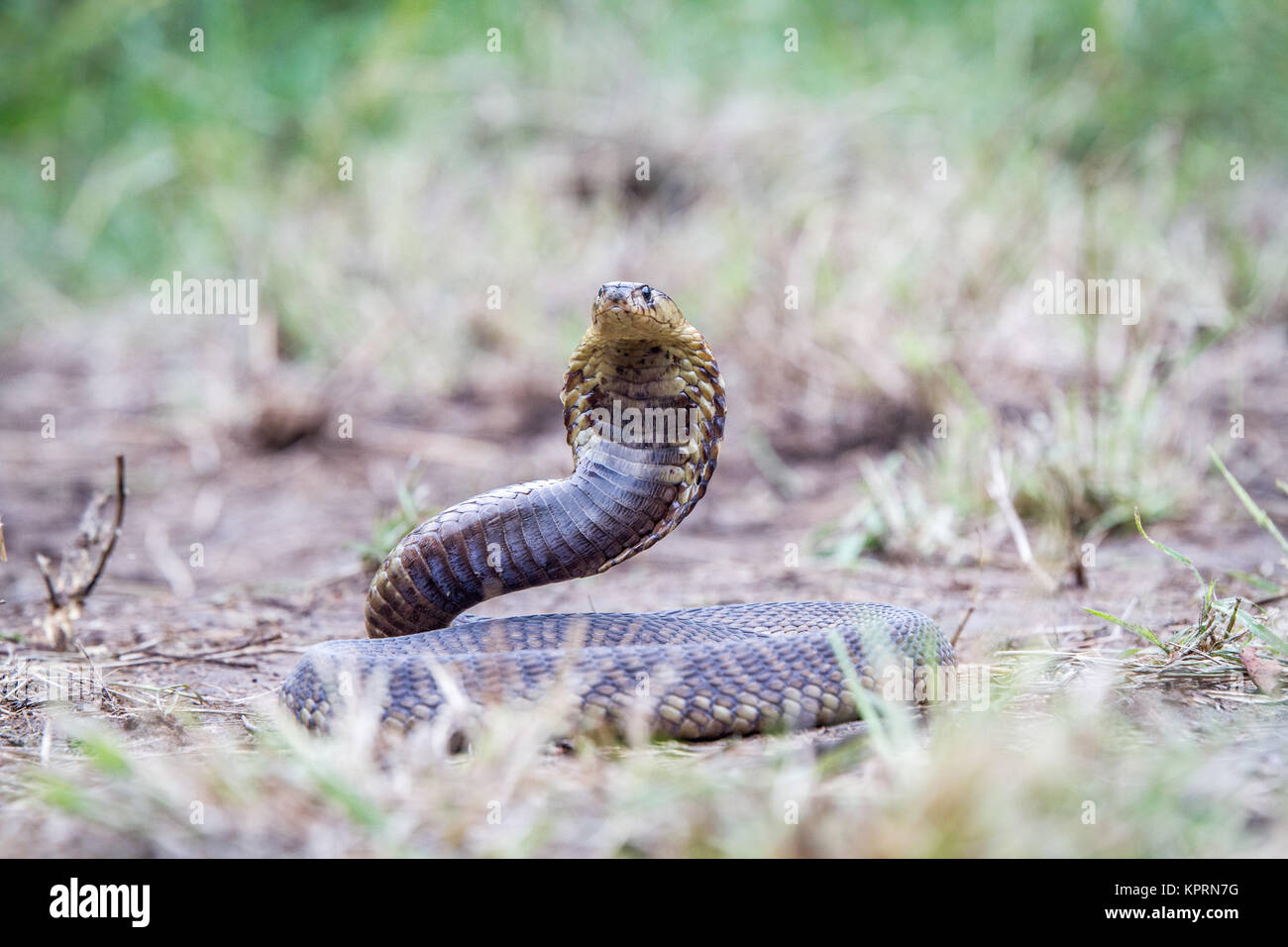 Snouted cobra en el suelo. Foto de stock