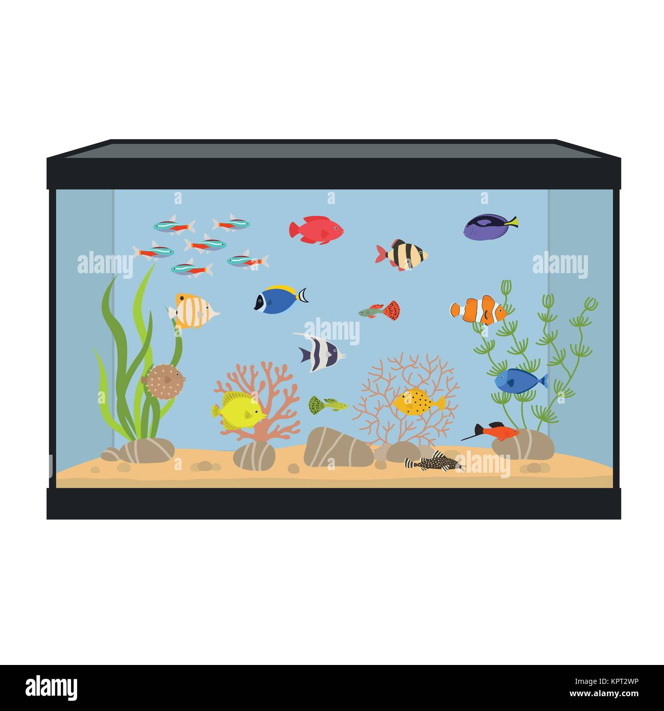 Rectangular con coloridos peces de acuario Imagen Vector de stock - Alamy