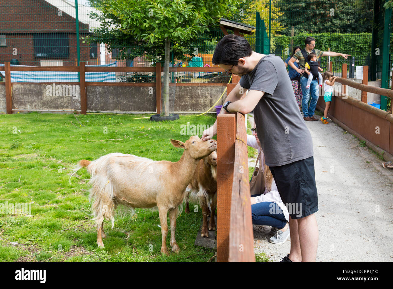 Joven acariciar una cabra dentro de una carcasa en Spitalfields Ciudad granja, London, UK Foto de stock