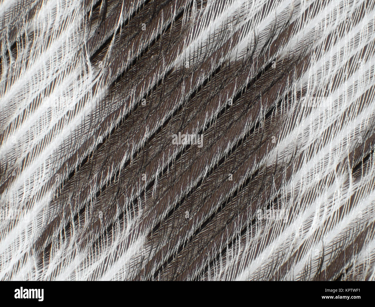 Micrografía de luz reflejada de un ave de pluma, foto de superficie es de unos 3,8 mm ancho Foto de stock