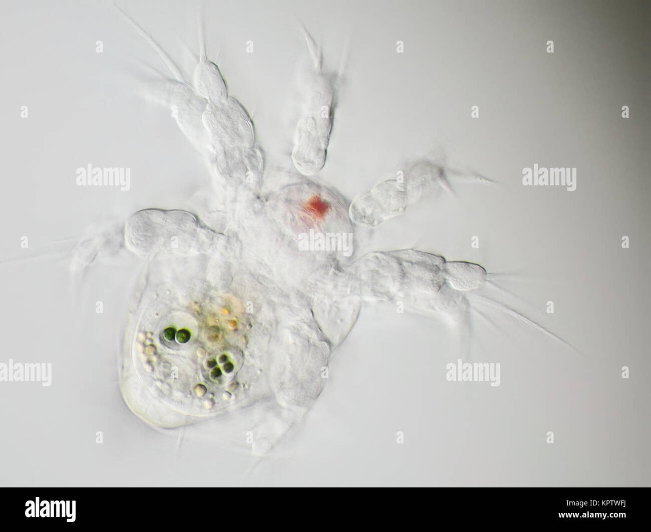 Micrografía de campo brillante de larva nauplius (copépodos) a partir de una muestra de agua fresca, unos 100 micrones de tamaño Foto de stock