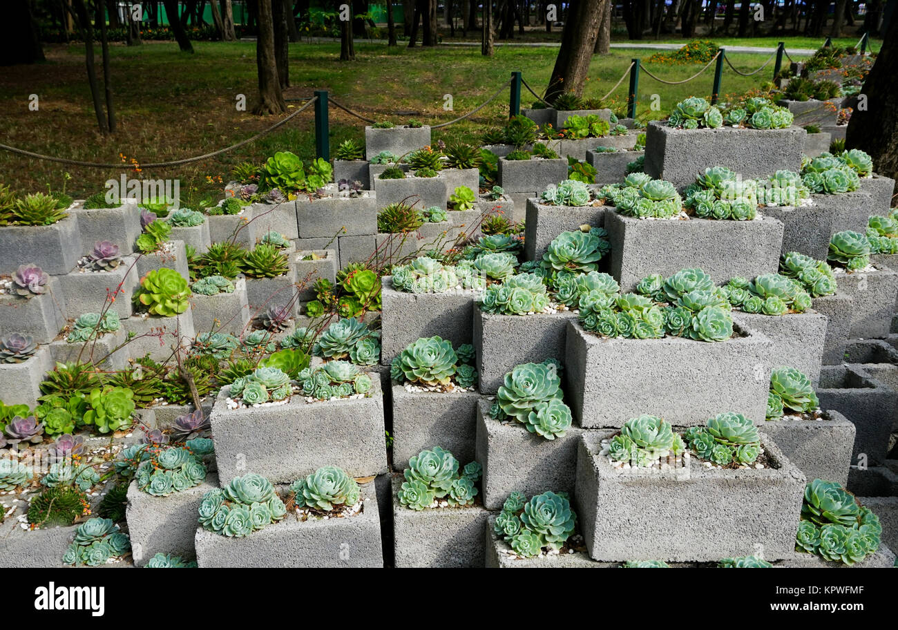 Echeveria plantas en bloques de cemento en el Jardín Botánico del Bosque de  Chapultepec Chapultepec (Jardín Botánico) en el Parque de Chapultepec,  Ciudad de México Fotografía de stock - Alamy