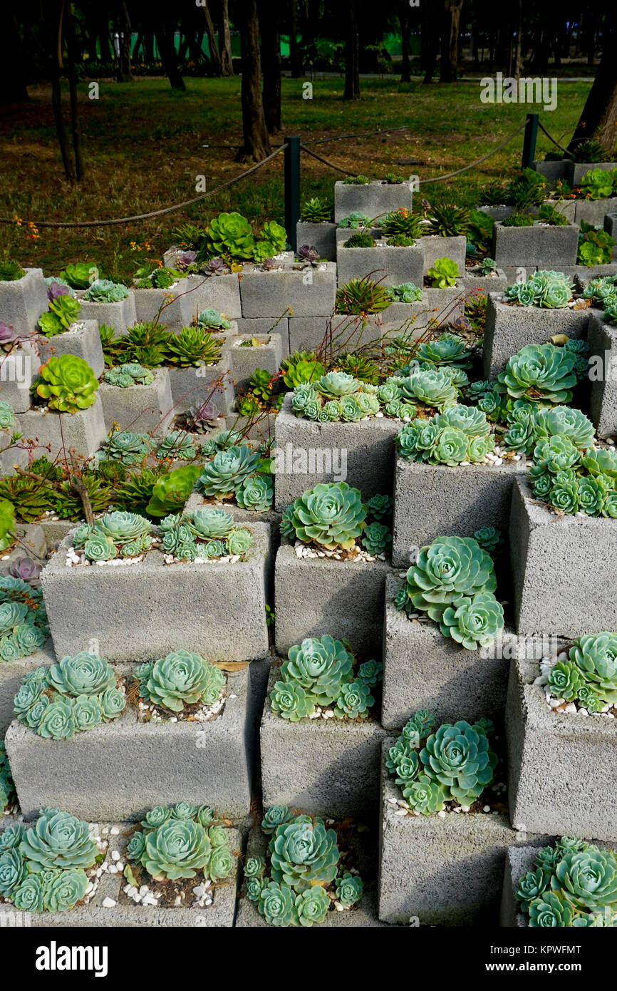 Echeveria plantas en bloques de cemento en el Jardín Botánico del Bosque de  Chapultepec Chapultepec (Jardín Botánico) en el Parque de Chapultepec,  Ciudad de México Fotografía de stock - Alamy