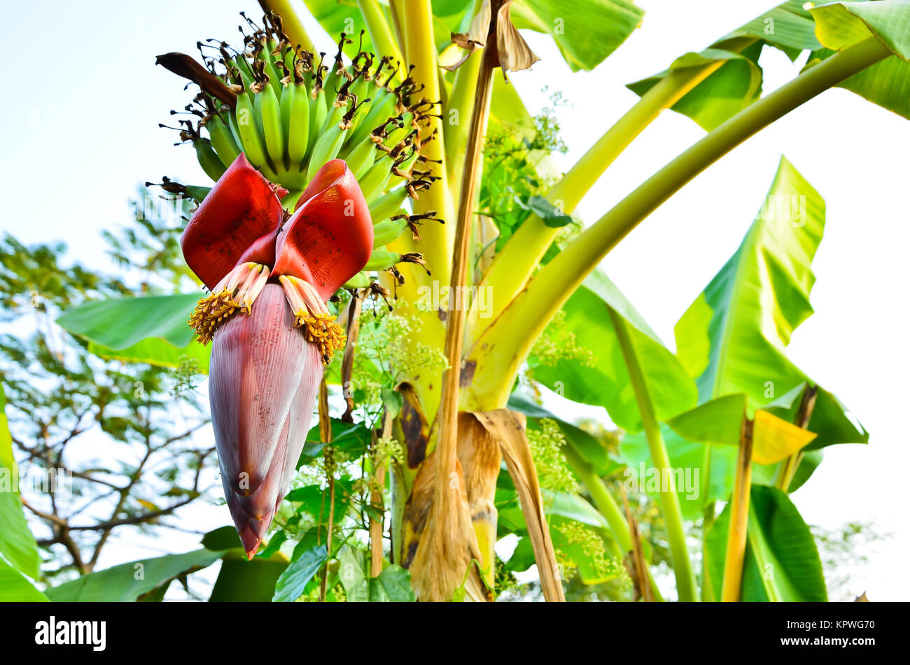 Flor De Banano En El Jardín Tailandia Fotografía De Stock Alamy