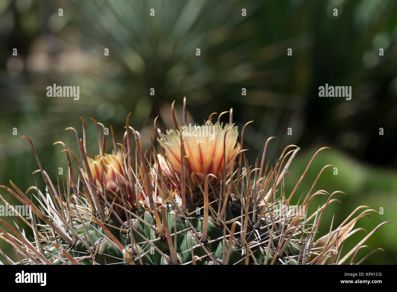 La parte superior de un ferocactus wislizeni, anzuelo barril cactus en flor, también conocido como barriles de Arizona y el suroeste de barril de caramelos, cactus de barril. Muy shal Foto de stock
