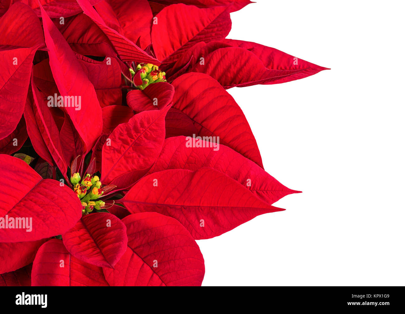 Cerca de una roja flor de pascua, Estrella de Navidad flor (Euphorbia pulcherrima). Aislado en blanco con espacio de copia Fotografía de stock - Alamy Cerca de una roja flor de pascua, Estrella de Navidad flor (Euphorbia pulcherrima). Aislado en blanco con espacio de copia Fotografía de stock - Alamy