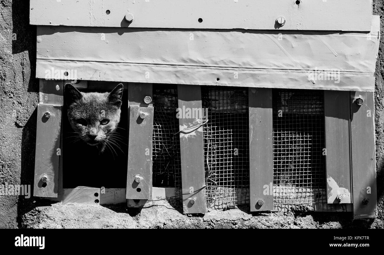 Gatito gris inclinado hacia fuera la puerta Foto de stock