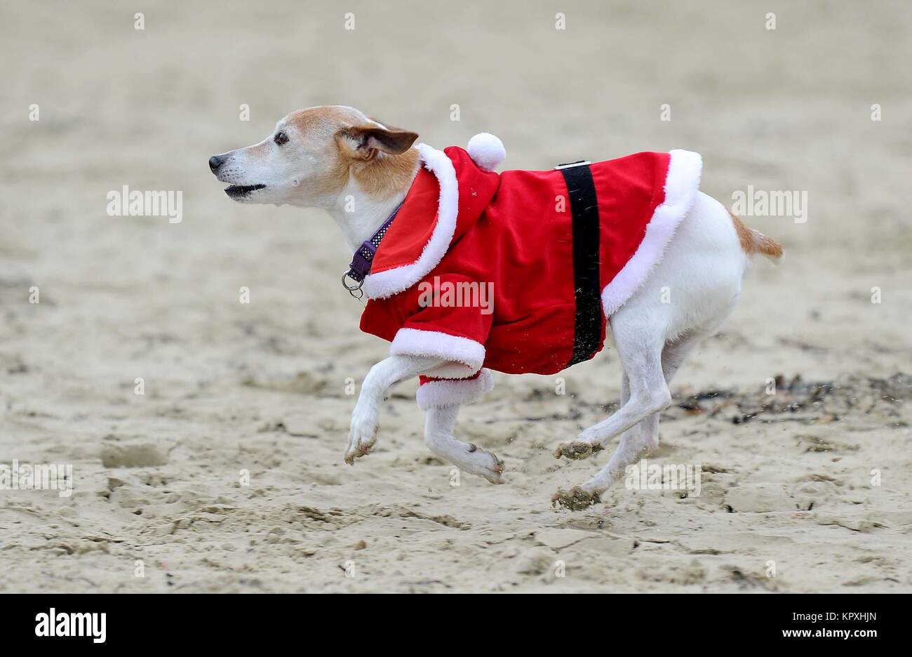 Perro vestido Santa perro, vistiendo un traje de Papá Noel de stock - Alamy