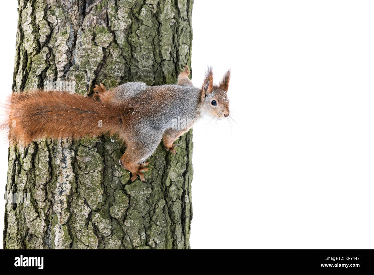 Curiosa ardilla roja con pieles suaves se asienta en el tronco del árbol y busca alimentos Foto de stock
