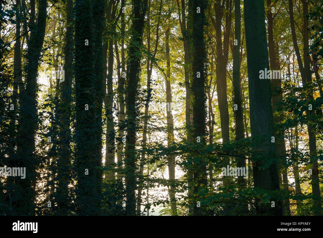 Bosques caducifolios en inglés con el sol brillando a través de mañana